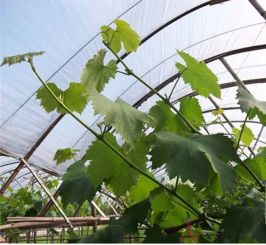 果樹(shù)夏季修剪關(guān)鍵 桃樹(shù)栽培中八項(xiàng)核心技術(shù)解析