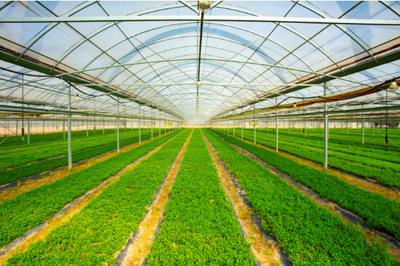 東臺(tái)現(xiàn)代農(nóng)業(yè)產(chǎn)業(yè)園躍升國(guó)家級(jí) 甜蜜產(chǎn)業(yè)賦能鄉(xiāng)村振興與農(nóng)業(yè)種植技術(shù)創(chuàng)新