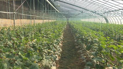 大荔縣 智能引領(lǐng) 機(jī)械賦能 全力打造農(nóng)業(yè)現(xiàn)代化新標(biāo)桿