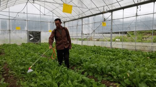 合作社+基地+農(nóng)戶 蔬菜種植技術(shù)開(kāi)發(fā)引領(lǐng)45名貧困人口就業(yè)增收