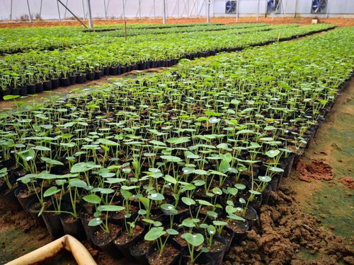 黨領(lǐng)導(dǎo)下的農(nóng)技協(xié)丨廣西北海市合浦縣生態(tài)農(nóng)業(yè)種養(yǎng)技術(shù)協(xié)會(huì) 深耕技術(shù)開發(fā)，賦能綠色種植