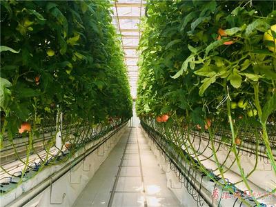 無土之壤，未來之味 青島高科技農(nóng)場(chǎng)引領(lǐng)西紅柿種植革命