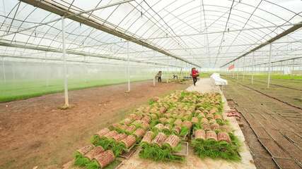 長沙縣江背鎮(zhèn) 打響汛后農(nóng)業(yè)生產(chǎn)“保衛(wèi)戰(zhàn)”，科技賦能農(nóng)業(yè)技術(shù)開發(fā)